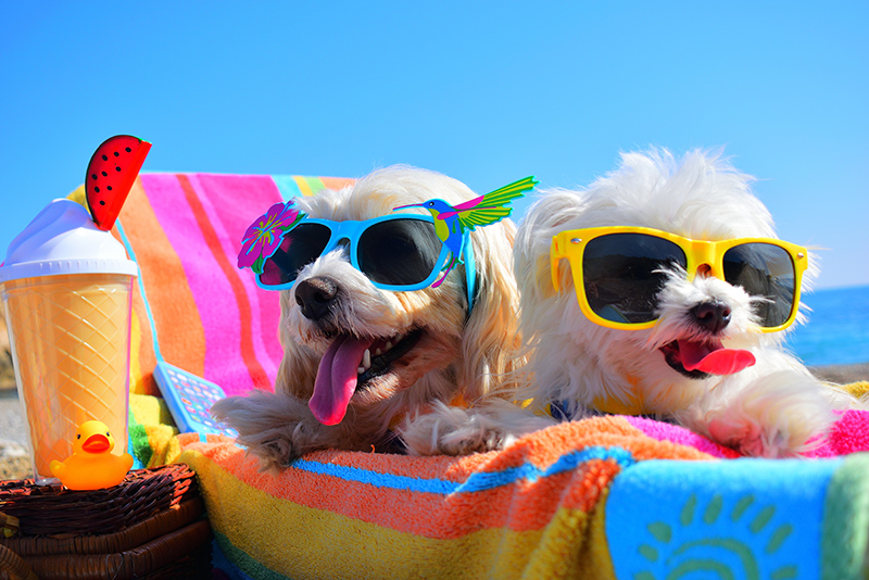 Happy puppys with sunglasses in the beach