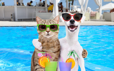 5 Doggone Good Tips To Keep Your Pets Cool This Summer!