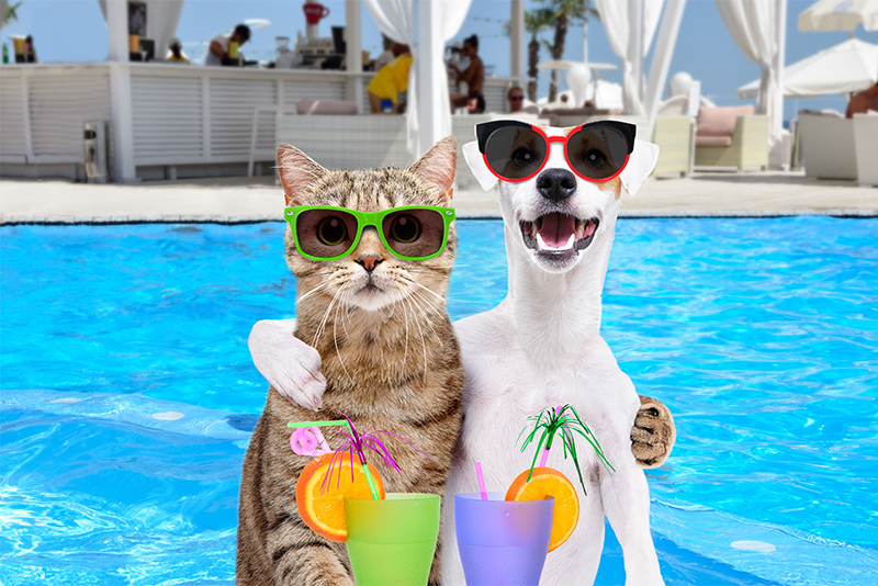 Dog Jack Russell Terrier and cat in sunglasses