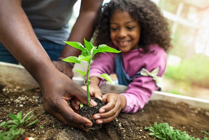 Happy young girl planting vegetables with father