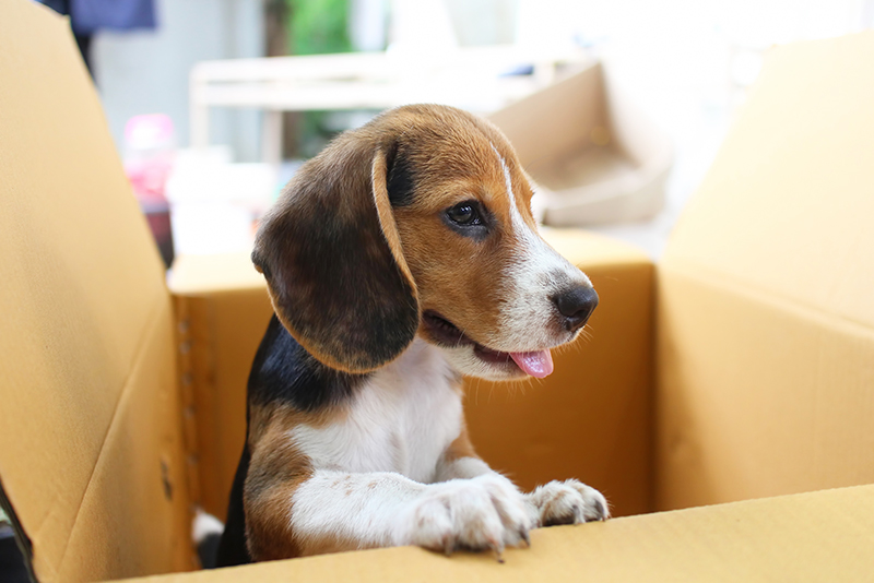 An Adorable Beagle Puppy In The Box