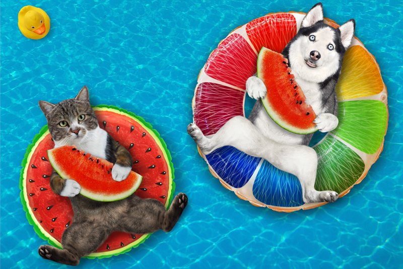 Cat and dog lounging in pool with watermelon slices