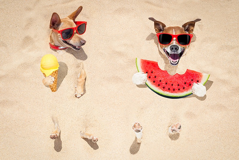 Two dogs relaxing in sand with ice cream and watermellon