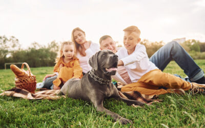 Celebrate National Pet Day With Fun Activities For Your Pets!