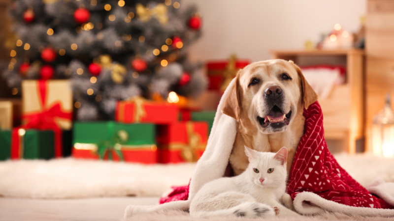 food platter for football game watch party