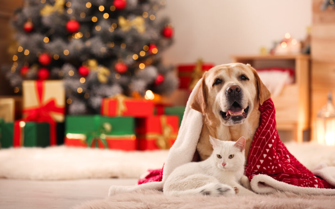 6 Holiday Pet Safety Tips To Keep Your Furry Friends Safe!